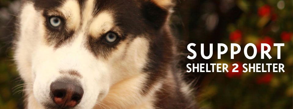 Transporting pets in need of loving homes across the US.