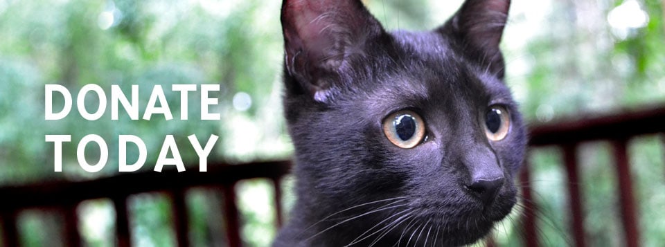 100% of every dollar goes to saving pets lives.
