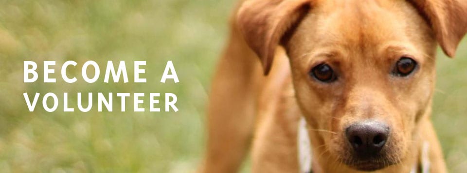 A little bit of your spare time makes a world of difference for our pets.